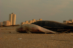Il Clorofilla Film Festival in Sicilia con Legambiente Eco Movies