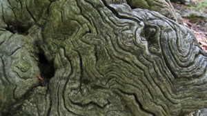 Speciale Piemonte Movie gLocal Film Festival 2011 - 