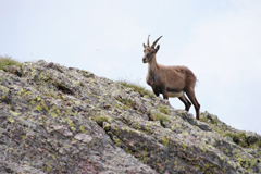 I film in concorso a Scanno Natura Doc 
