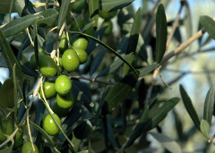 Weekend in Val d'Orcia con i cortometraggi sulla filiera dell'Olio d'Oliva