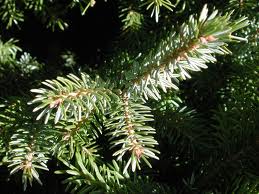 COME L'ABETE, SAPIENTE DELLE COSE DELL'ALTO - Natura e preghiere