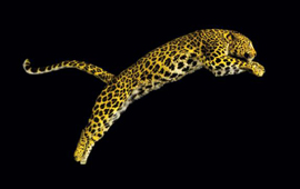 LOCARNO 2013 - Annunciati i film di apertura e chiusura