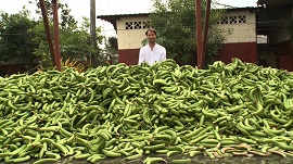 EXPO 2015 - Su Sky TG24 due documentari dedicati alla nutrizione