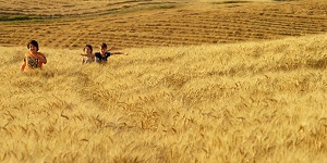 MARE DI GRANO - Su Rai2 il 20 maggio