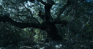 ARBORES - Storia di una deforestazione