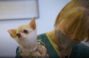 ELENA. MEDICO VETERINARIO. A DAILY LIFE STORY - In anteprima al Consiglio Nazionale FNOVI