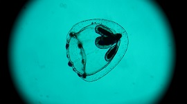 SPIRA MIRABILIS - Il 14 agosto in prima serata su Rai5