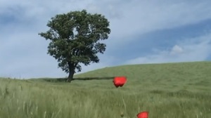 LA MANNA DAL CIELO - Online il cortometraggio di Lorenzo Cicconi Massi