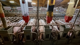 LA FABBRICA DELLA CARNE - Dentro i lager degli animali