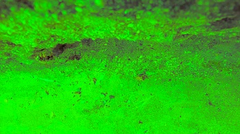 FLAVIO SCIOLE': ANTICODICI ANTICINEMATOGRAFICI - UNA RETROASPETTATIVA - Il 25 otTobre a Pescara