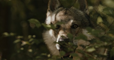 COME LUPI NEL BOSCO - Evento speciale all'Asti Film Festival