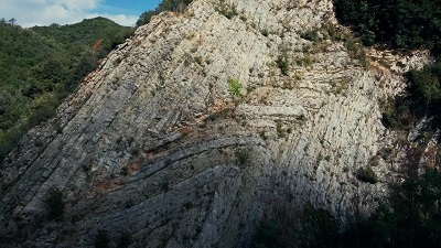TULIPANI DI SETA NERA 19 - 