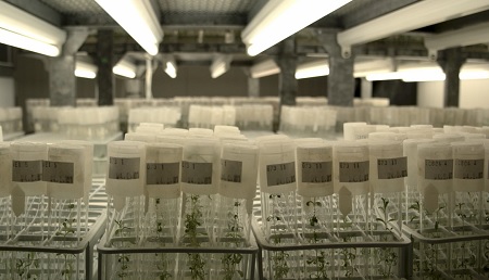IBRIDAZIONI - Il racconto della floricoltura in Liguria in un mondo che cambia