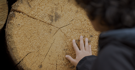 VENEZIA 83 - 'Holy Wood Dust' di Victor Kossakovsky in Open - Fuori Concorso